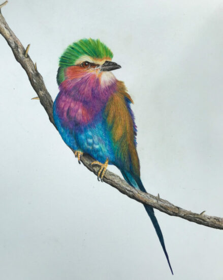 SOLD- Lilac breasted roller 24x30 Pencils